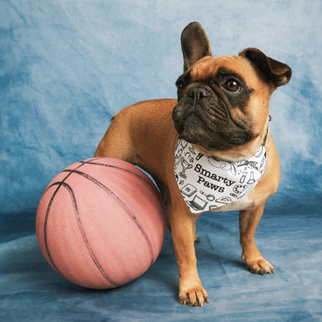 A French Bulldog standing by a basketball, wearing a custom bandana.